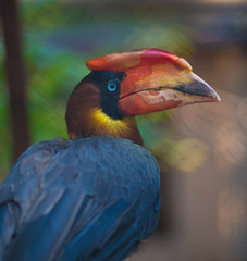 buceros hydrocorax