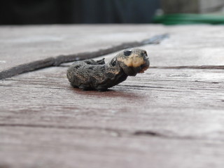 Deilephila elpenor.Caterpillar of  elephant hawk-moth in a defensive post on a wooden surface