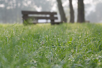 green city park at foggy morning