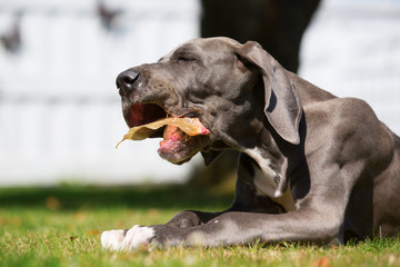 great dane puppy lies on the lawn and chews at a pig's ear