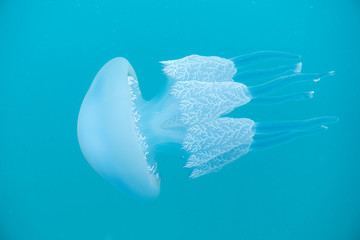 Méduse Rhizostoma pulmo en méditerranée
