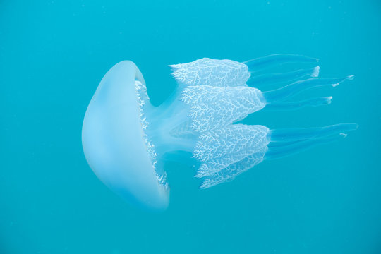 M&eacute;duse Rhizostoma pulmo en m&eacute;diterran&eacute;e