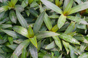 Green leaves with drops of rain
