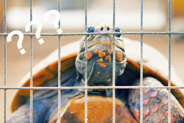 Naklejka premium Thoughtful tortoise behind bars, question marks 