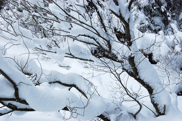 Snow on branches of trees in winter forest.