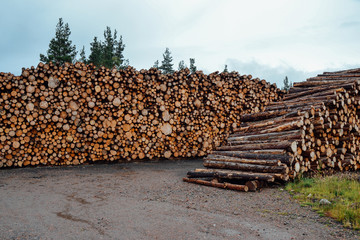 Exploitation forestière - Bois coupé