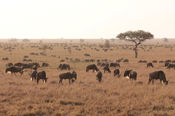Fototapeta na wymiar Serengeti wildlife
