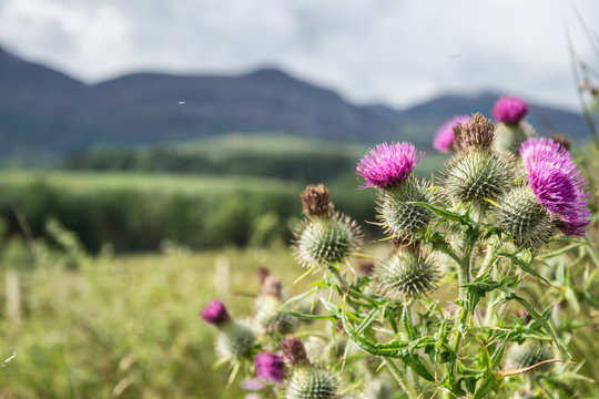 Chardon &eacute;cossais 01