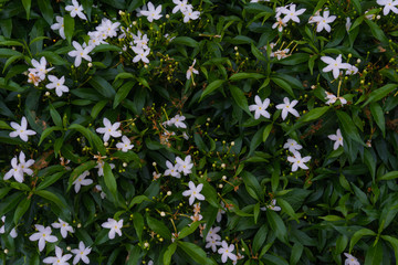 close up of Green leaves with flower for texture abstract background.