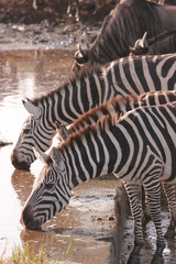 Fototapeta na wymiar Serengeti wildlife