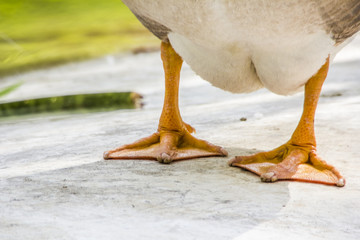Naklejka premium Duck standing near pond