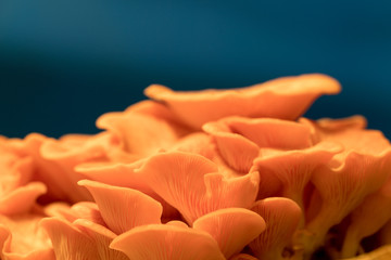 Pleurotus djamor mushrooms grow on substrate