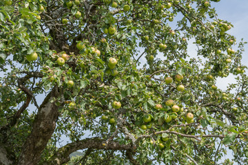 Apfelbaum