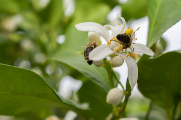 Biene auf Blüten