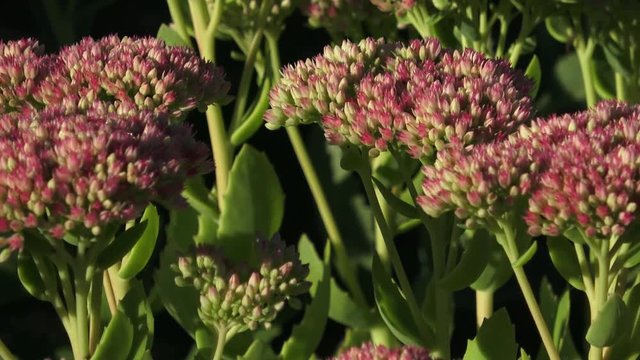 Blooming cultivar orpine (Hylotelephium telephium) in the garden. Decorative plants for autumn garden. 
