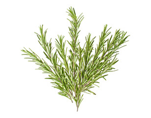 Branches of rosemary on a white background
