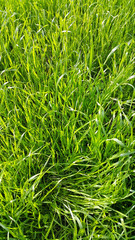 Fresh green grass close-up
