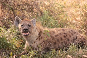 Serengeti wildlife