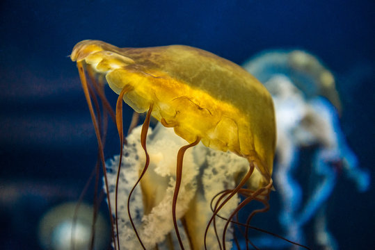 Jellyfish movement