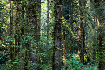 Redwood Trees in Redwood National Park, California