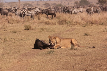 Obraz na płótnie Canvas Serengeti wildlife