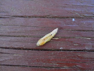 Pieris brassicae, the large white, also called cabbage butterfly, cabbage white, cabbage moth (erroneously)  lies on a wooden surface. bottom view