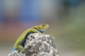 Lagartija bicolor, Chiapas. México