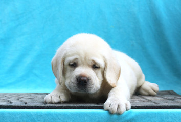 the little labrador puppy on a blue background