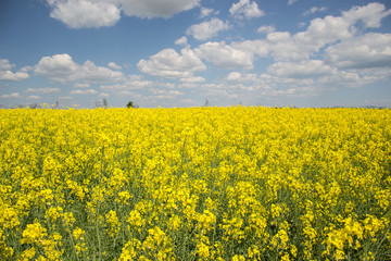 Field of yellow flowering oilseed rape isolated on a cloudy blue sky in springtime (Brassica...