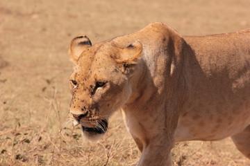 Serengeti wildlife