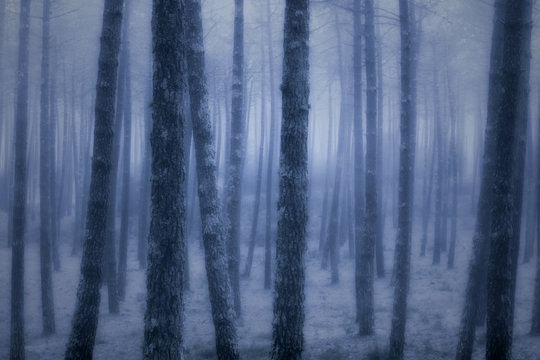 Fototapeta Foggy forest at dusk
