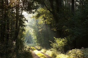 Rural road through a misty deciduous forest