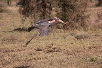 Serengeti wildlife