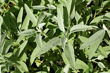 Shrub of sage Mediterranean herb