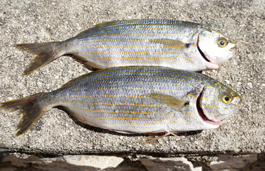 Two raw sea fish on a stone background