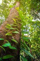 Fototapeta premium Climbing vine in Borneo rain forest, Tabin wildlife Lahad datu, Sabah Borneo, Malaysia.