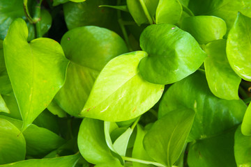 green leaf for texture and background