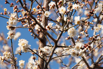 White Tokyo Blossom