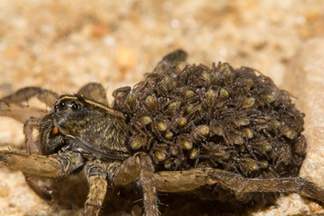 A close up of a female Wolf Spider carrying her young on her abdomen. 