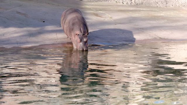 Baby Hippopotamus Walking into the Water