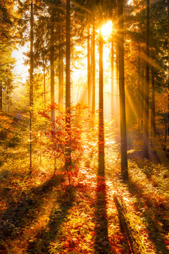 Goldener Herbstwald im Sonnenlicht