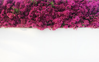 Obraz premium Flowers on white empty wall outdoor decoration. Creative background with bougainvillea bright purple pink flowers over grunge outside wall texture. Garden decor, exterior art idea for copy space.