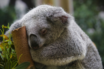Sleepy Koala