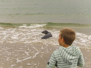 Niño mirando una foca en un paisaje de Skagen en la punta norte de Dinamarca donde se unen el Mar del Norte y el Mar Báltico, vacaciones de verano 2017 © acaballero67