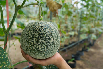 Cantaloupe in hand the farm
