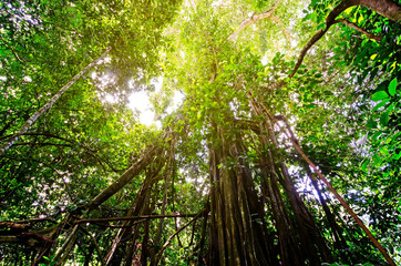 Fototapeta premium Strangler or Weeping Fig tree (Ficus benjamina) in Danum Valley Conservation Area, Sabah Borneo, Malaysia.