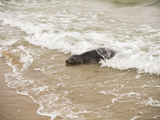 Paisaje de Skagen en la punta norte de Dinamarca donde se unen el Mar del Norte y el Mar B&aacute;ltico, vacaciones de verano 2017