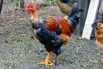 Большой чёрно красный петух стоит на земле во дворе