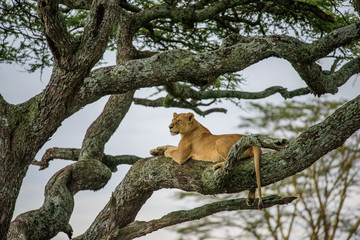 Lion tanzania serengeti (Panthera leo)