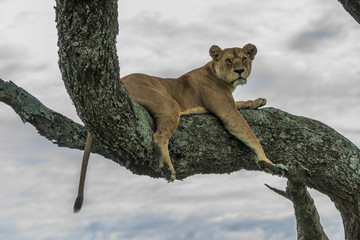 Lion tanzania serengeti (Panthera leo)